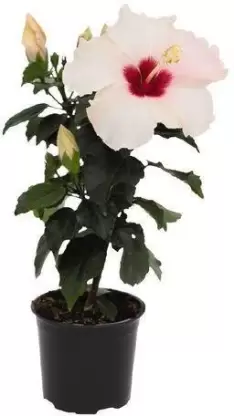 Hibiscus Plant -White Hybrid