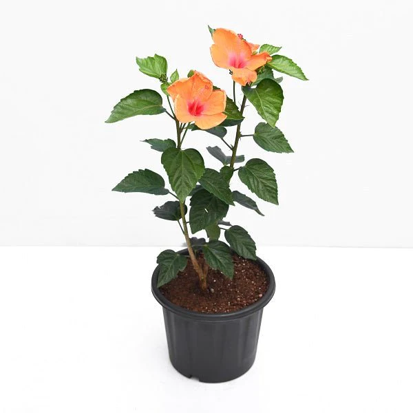 Hibiscus Hybrid Orange Plant