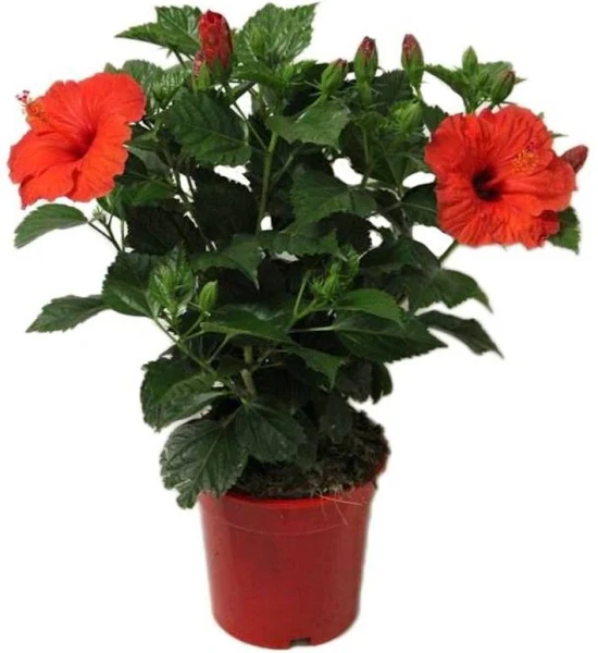 Hibiscus Plant - Red