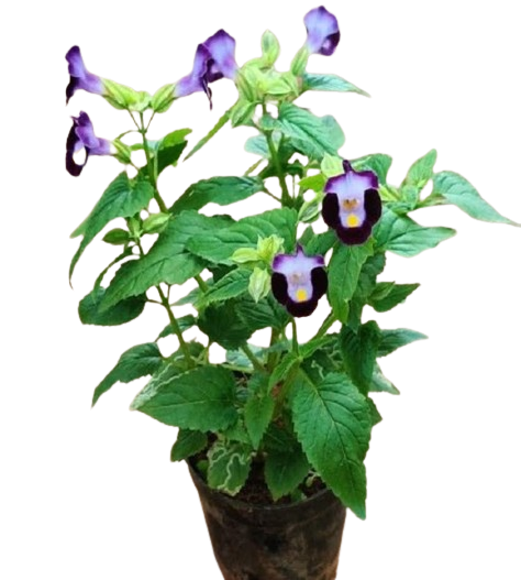 Torenia Violet Plant-Wishbone Flower Plant