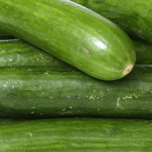 Organic  Cucumber