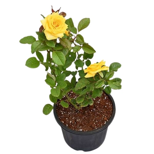 Rose- Yellow Button Rose Plant
