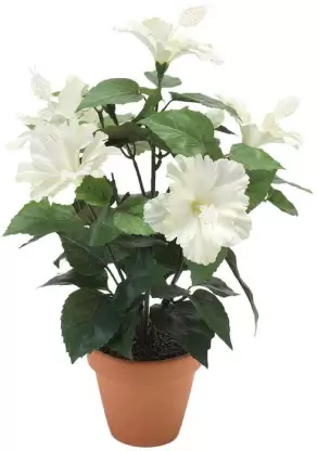 Hibiscus White Plant